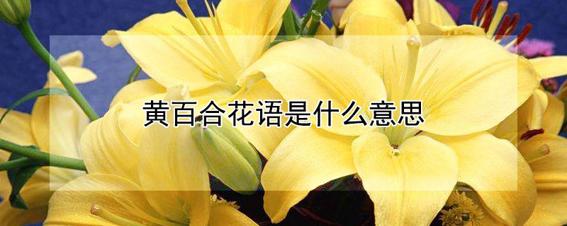 黄百合花语是什么意思（黄百合花语的准确意思）
