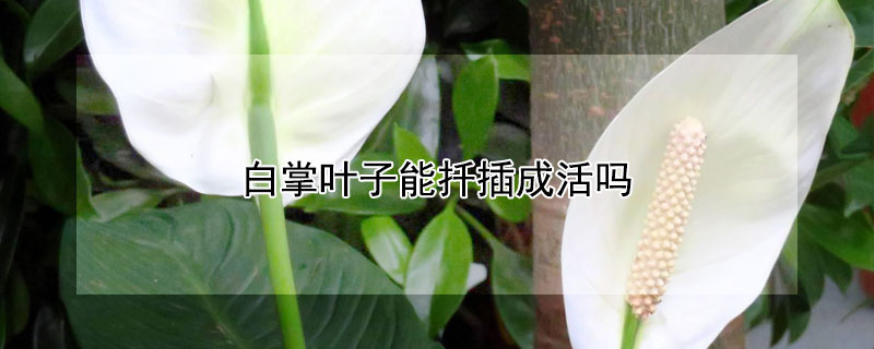 白掌叶子能扦插成活吗 白掌叶子可以插活吗