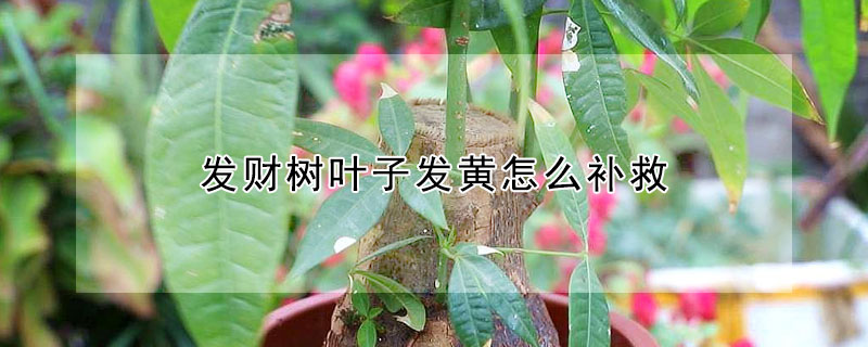 发财树叶子发黄怎么补救（发财树叶子发黄怎么补救?用两招就恢复油绿）