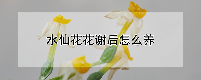 水仙花花谢后怎么养 水仙花花谢后怎么养护好