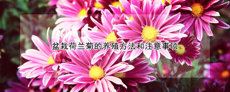 盆栽荷兰菊的养殖方法和注意事项（荷兰菊养殖方法）