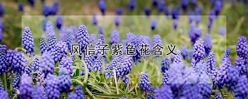 风信子紫色花含义 风信子紫色感动