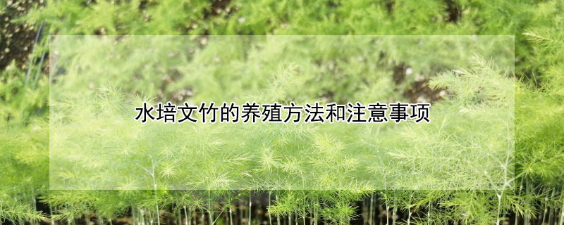 水培文竹的养殖方法和注意事项 水培文竹的养殖方法和注意事项图片