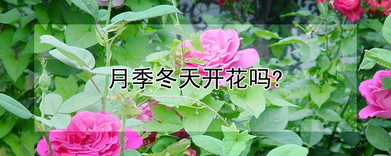 月季冬天开花吗?（果汁月季冬天开花吗）