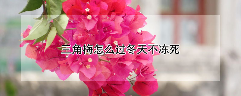 三角梅怎么过冬天不冻死（三角梅怎样过冬天）