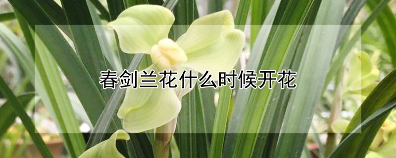 春剑兰花什么时候开花（春剑兰花几月出花芽）
