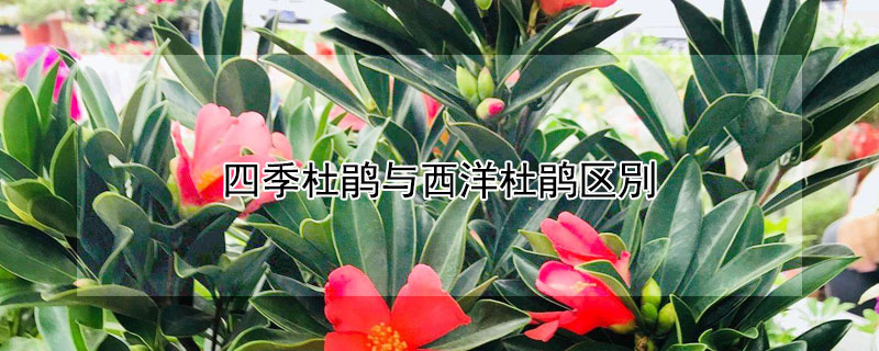 四季杜鹃与西洋杜鹃区別（四季杜鹃与西洋杜鹃区别是什么）