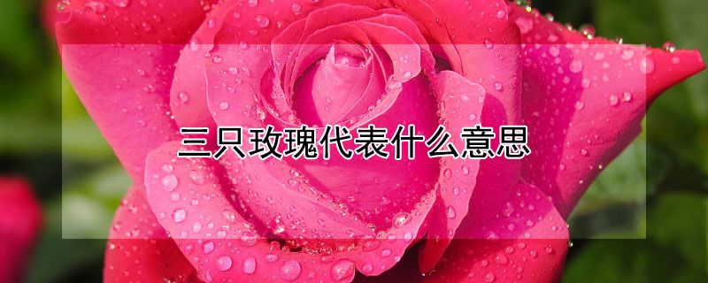 三只玫瑰代表什么意思 三只玫瑰代表什么意思呢
