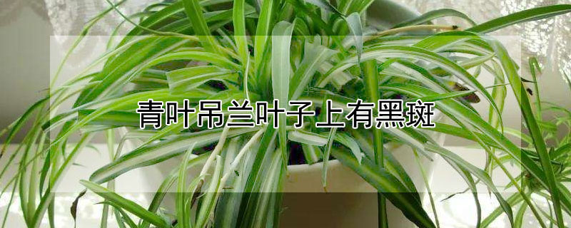 青叶吊兰叶子上有黑斑（青叶吊兰叶子上有黑斑点）