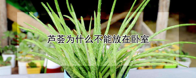 芦荟为什么不能放在卧室（芦荟放哪里最旺财）