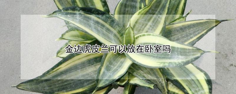 金边虎皮兰可以放在卧室吗（虎皮兰的风水大忌属相）