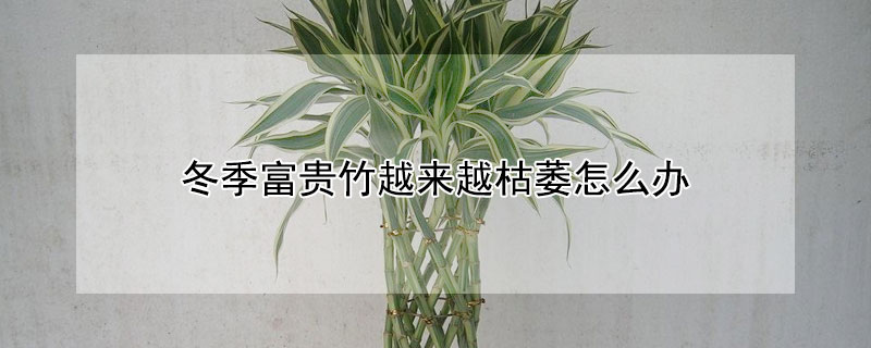 冬季富贵竹越来越枯萎怎么办（冬天富贵竹都枯死还能养活吗）