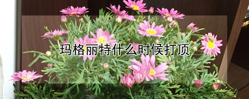 玛格丽特什么时候打顶（玛格丽特什么时候可以换盆）