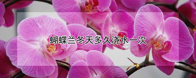 蝴蝶兰冬天多久浇水一次 蝴蝶兰冬天多久浇水一次啊