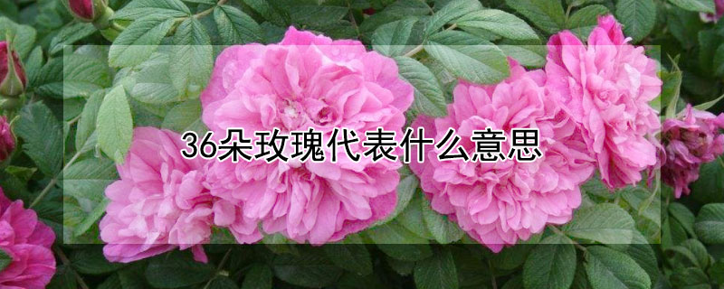 36朵玫瑰代表什么意思 36朵玫瑰代表什么意思?