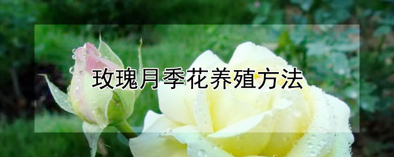 玫瑰月季花养殖方法（玫瑰月季花养殖方法图解）
