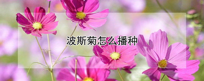 波斯菊怎么播种（波斯菊怎么播种泡水）