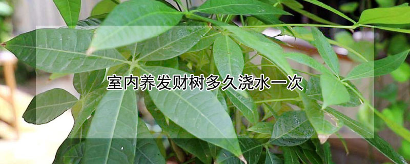 室内养发财树多久浇水一次 室内养的发财树多久浇一次水