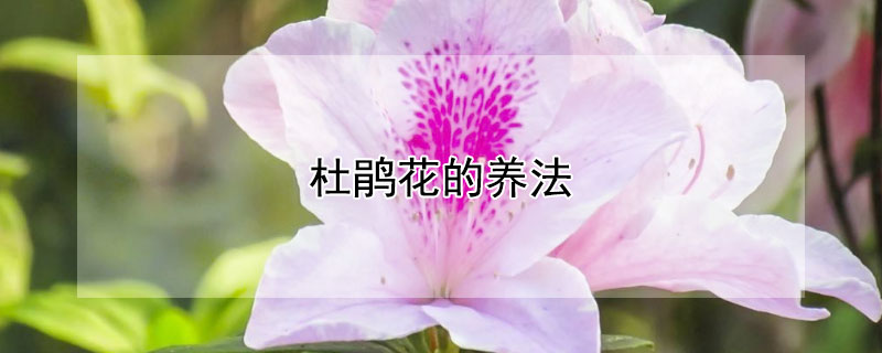 杜鹃花的养法（杜鹃花的养法及注意事项介绍）