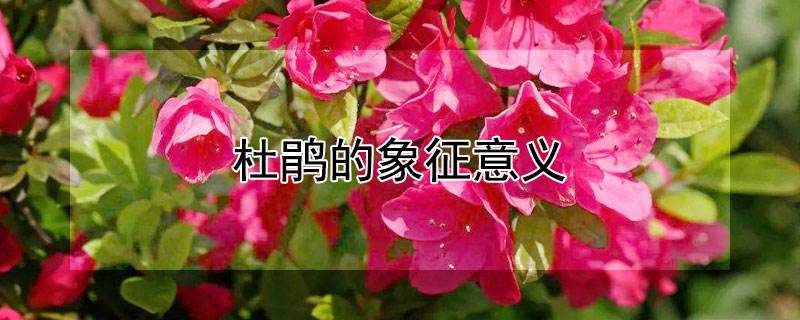 杜鹃的象征意义（杜鹃的象征意义和精神）
