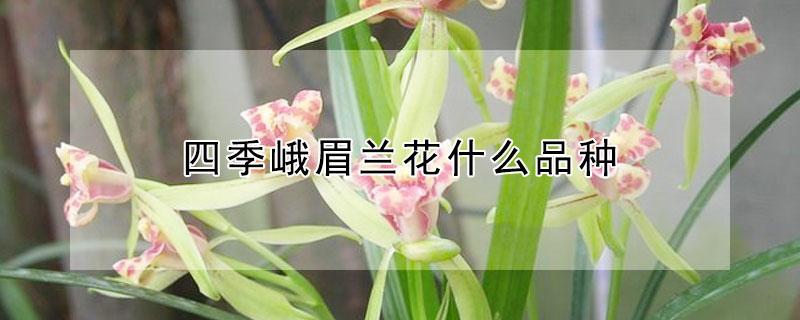 四季峨眉兰花什么品种 四季峨眉兰花好养吗