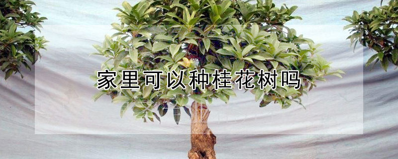 家里可以种桂花树吗 桂花树容易栽活吗