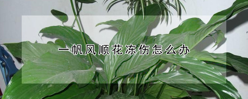 一帆风顺花冻伤怎么办（一帆风顺花冻了还能活吗）