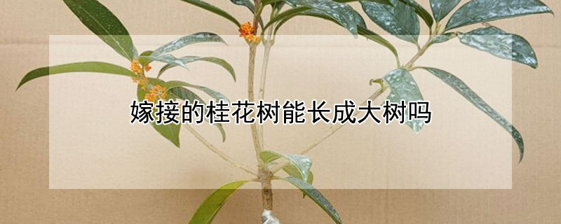 嫁接的桂花树能长成大树吗（嫁接的桂花树能长成大树吗视频）