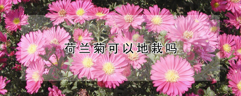 荷兰菊可以地栽吗 荷兰菊可以地栽吗图片
