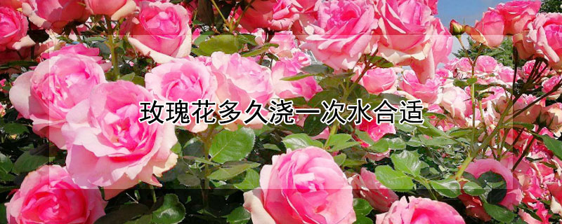 玫瑰花多久浇一次水合适 玫瑰花浇水的正确方法
