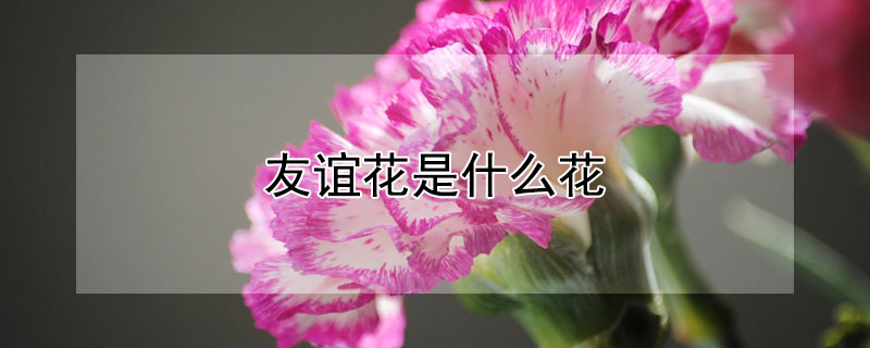 友谊花是什么花 代表友谊长久的花是什么花