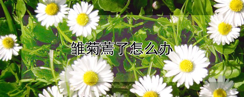 雏菊蔫了怎么办（雏菊蔫吧了这是为什么）