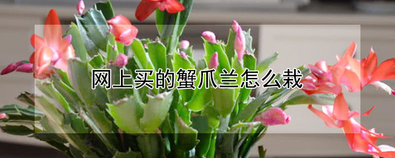 网上买的蟹爪兰怎么栽（网上买的蟹爪兰怎么栽种）