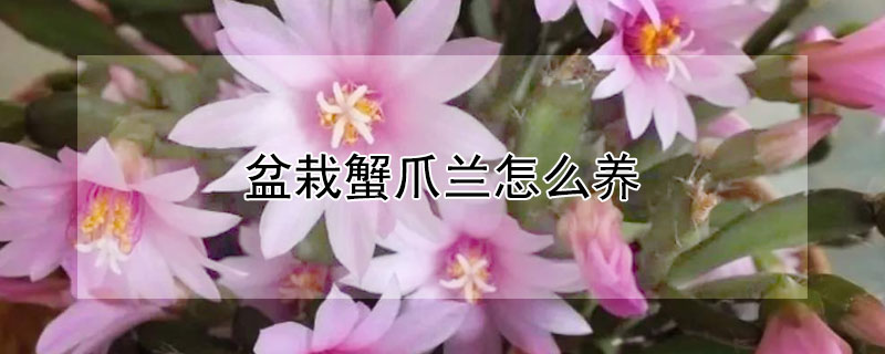 盆栽蟹爪兰怎么养（盆栽蟹爪兰怎么养护）