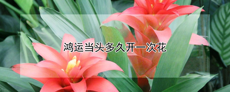 鸿运当头多久开一次花 鸿运当头要多久才开花