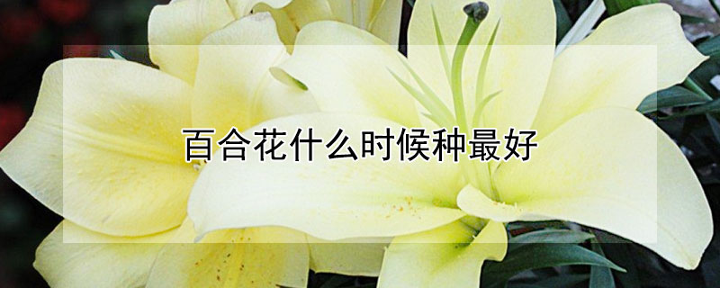 百合花什么时候种最好 百合花什么时候种最好养