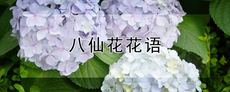 八仙花花语（八仙花花语象征与寓意）