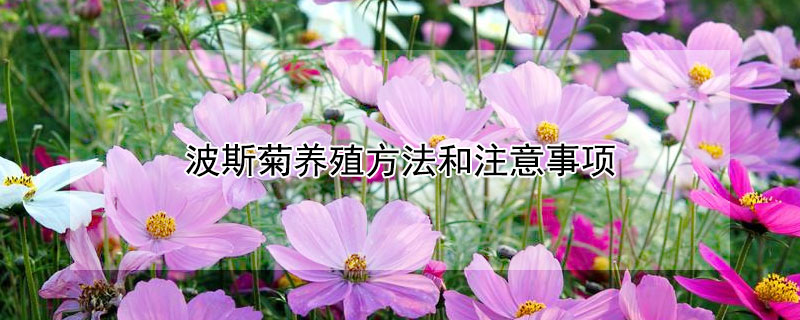 波斯菊养殖方法和注意事项（波斯菊养殖方法和注意事项有哪些）