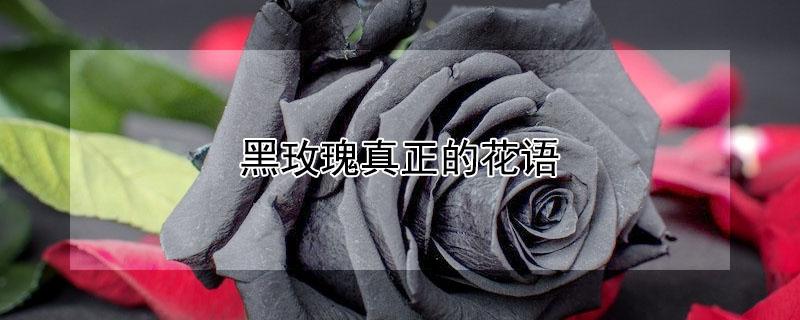 黑玫瑰真正的花语（粉玫瑰真正的花语）