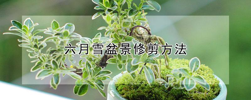 六月雪盆景修剪方法 六月雪盆景修剪方法技巧