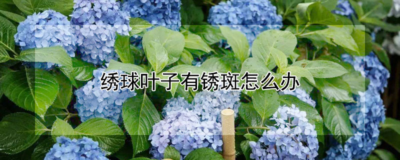 绣球叶子有锈斑怎么办 绣球叶子锈斑如何处理