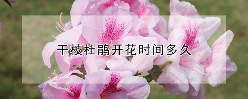 干枝杜鹃开花时间多久 干枝杜鹃能开花多久