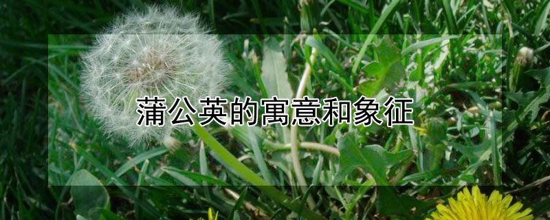 蒲公英的寓意和象征（窗帘蒲公英的寓意和象征）