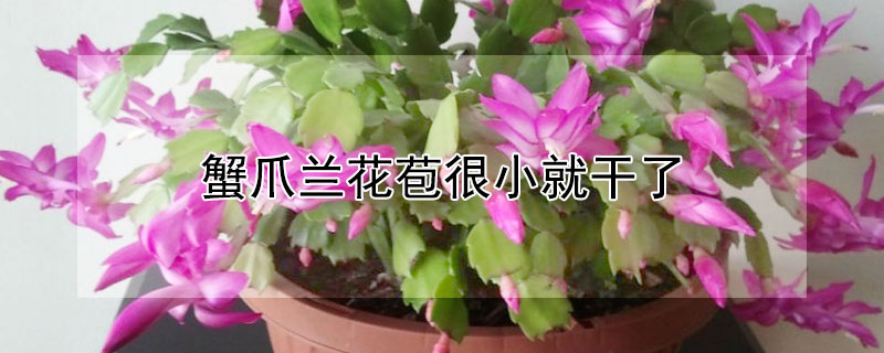 蟹爪兰花苞很小就干了 蟹爪兰花苞很小就干了正常吗