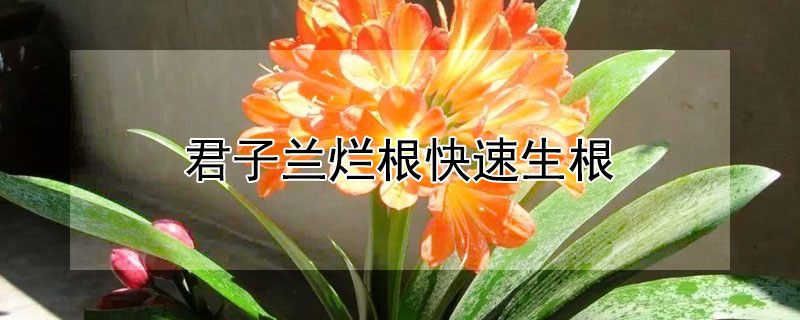 君子兰烂根快速生根（君子兰烂根快速生根用沙）