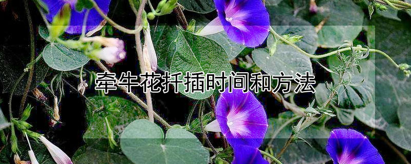牵牛花扦插时间和方法 牵牛花怎样插扦
