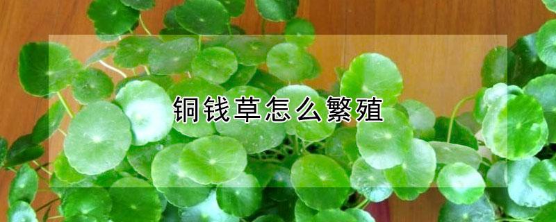 铜钱草怎么繁殖（铜钱草怎么繁殖快）