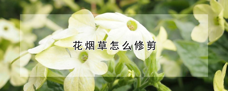 花烟草怎么修剪（花烟草怎么修剪好看）