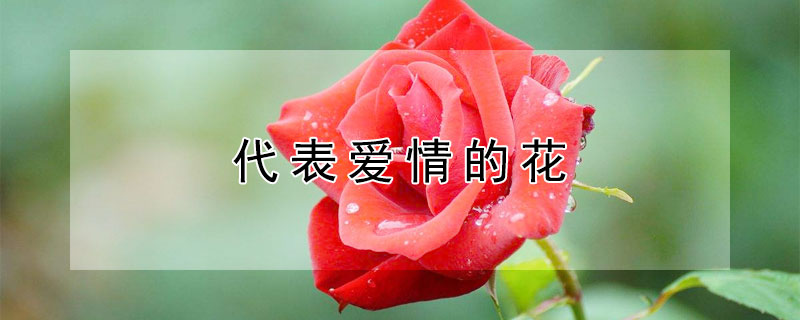 代表爱情的花（代表爱情的花朵）
