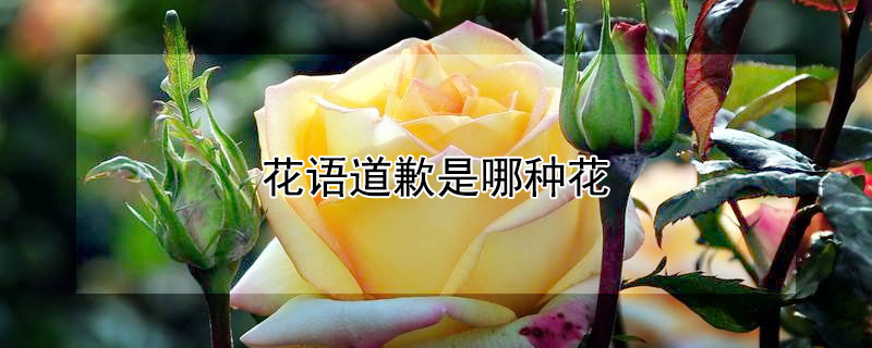 花语道歉是哪种花 花语道歉是什么花